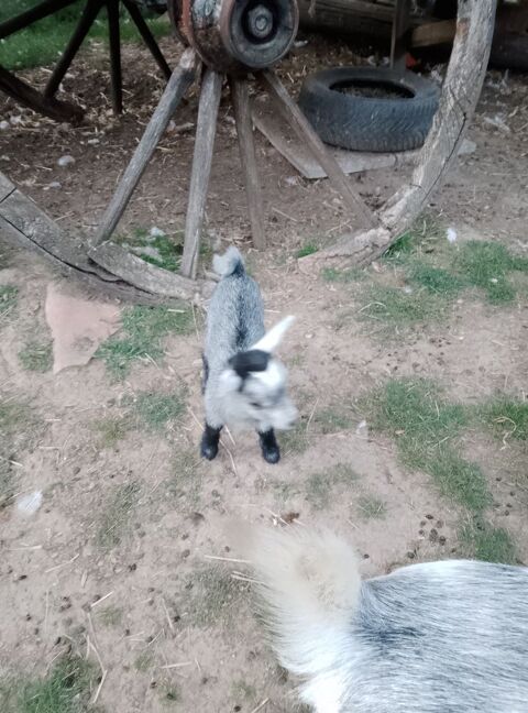 Chèvres et bouc reproducteur 250 10500 pothmont