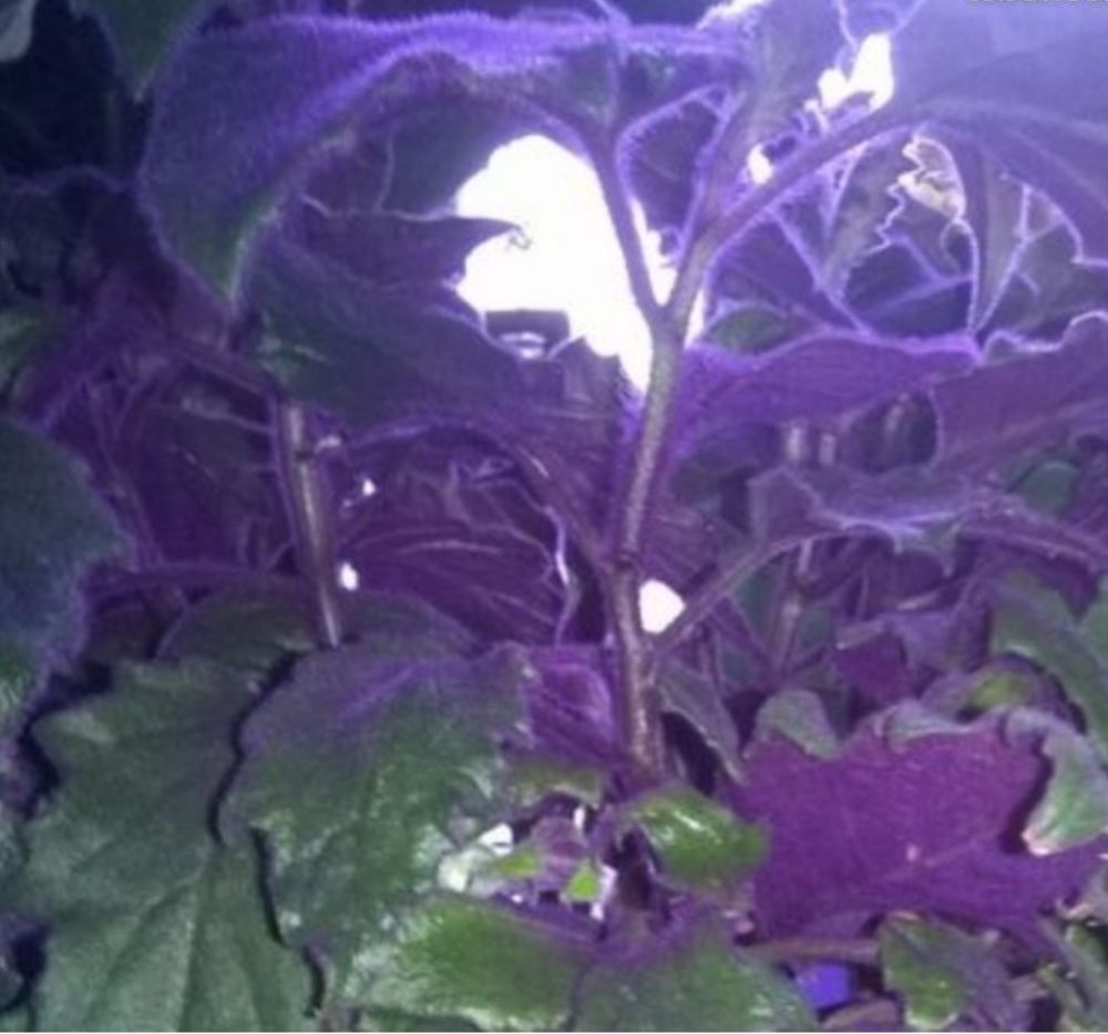 Petite plante feuillage violet.
Jardin