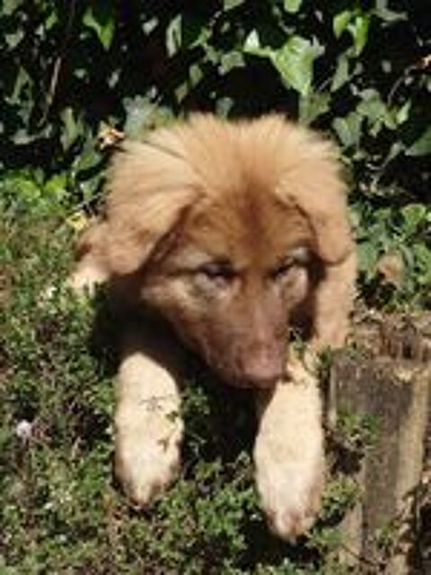   Chiots berger allemand ancien type 