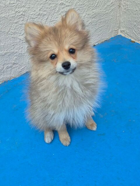  chiots  spitz 590 17400 Saint-denis-du-pin
