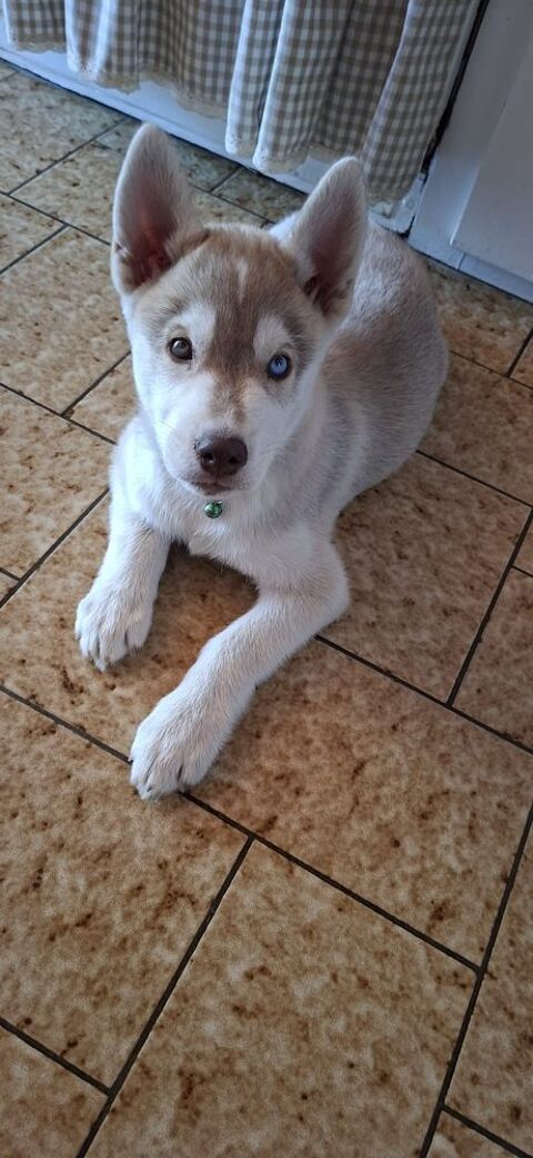 Chiots type Husky de Sib&eacute;rie 250 56950 Crach