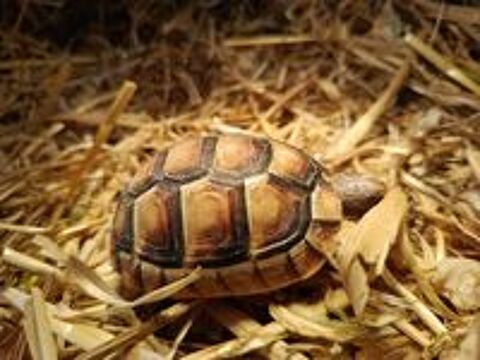   Tortues Testudo Marginata 