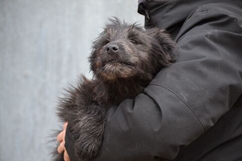 🩷ENYA🩷chiot crois&eacute;e Border Collie femelle,  regardez ma bouille 220 24140 Douville