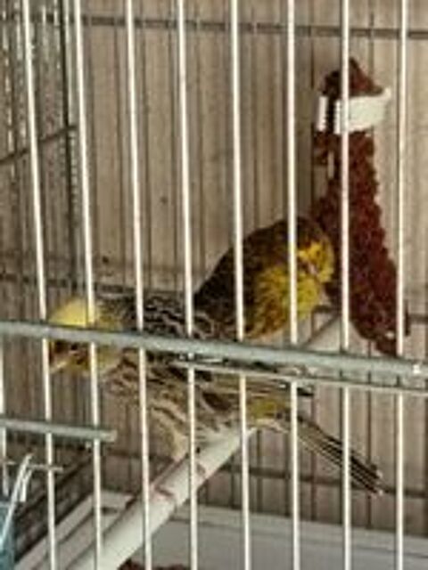   Canaris lizars  