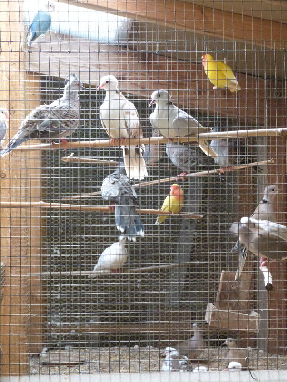   tourterelles rieuses 