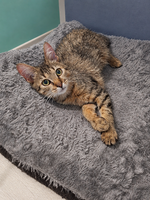   Lynx, merveilleux petit félin 