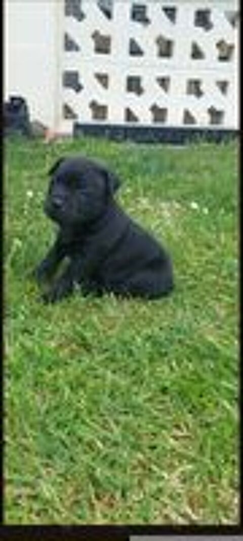   A réserver 2  chiots staffie LOFES 