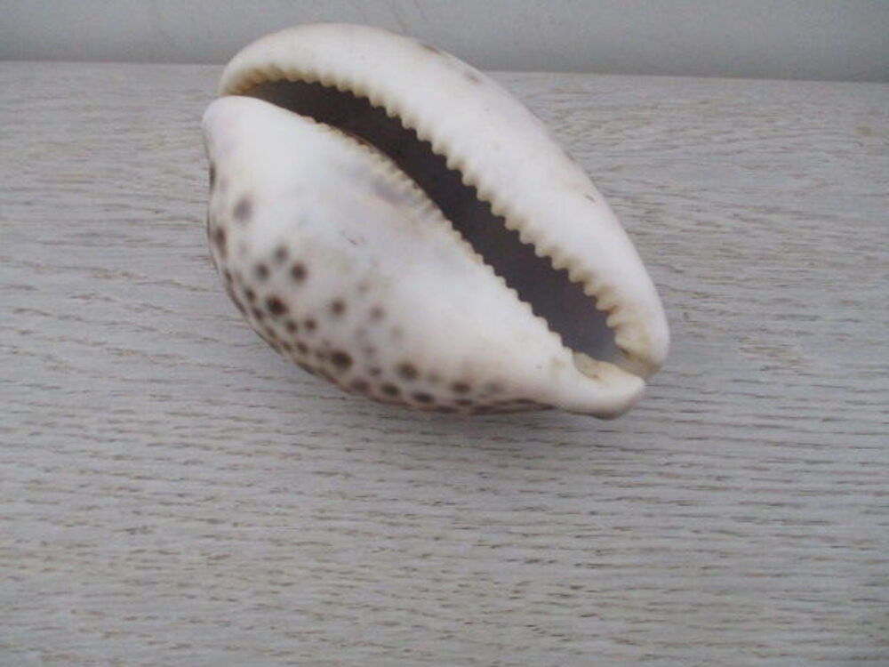 collection de coquillage 