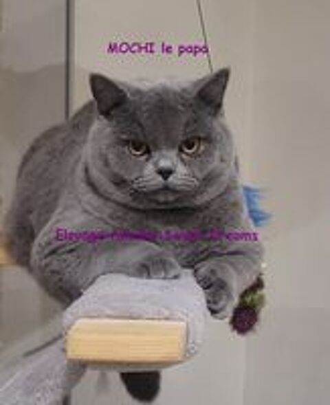   Propose british shorthair excl lignées LOOF bleu saillies 