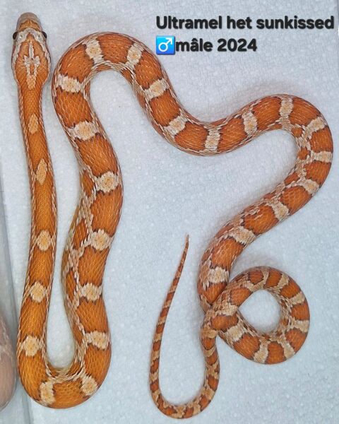 Pantherophis guttatus Nc2024 30 94000 Cr�teil