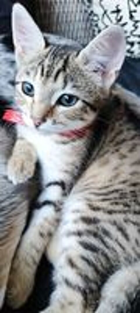   Adorables chatons à adopter  