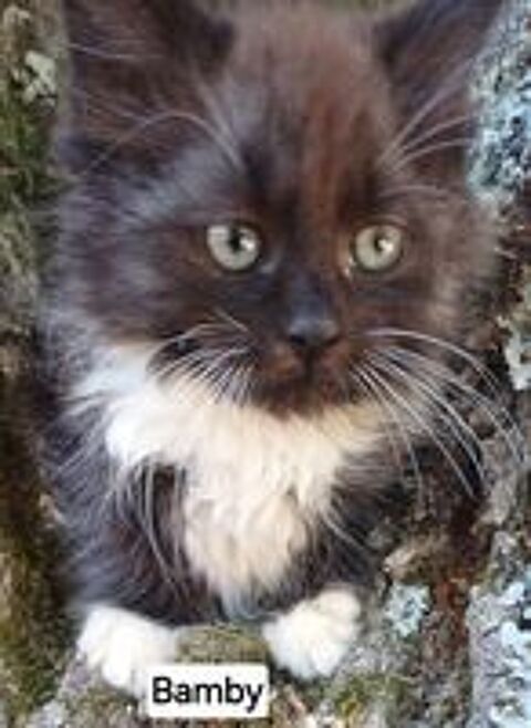    Chaton sibérien LOOF mâle  