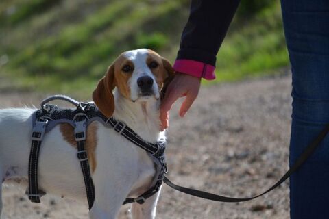 Toba, 9 mois, petite chienne parfaite 220 24140 Douville