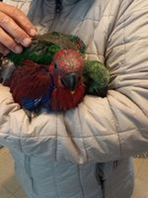   Eclectus eam 