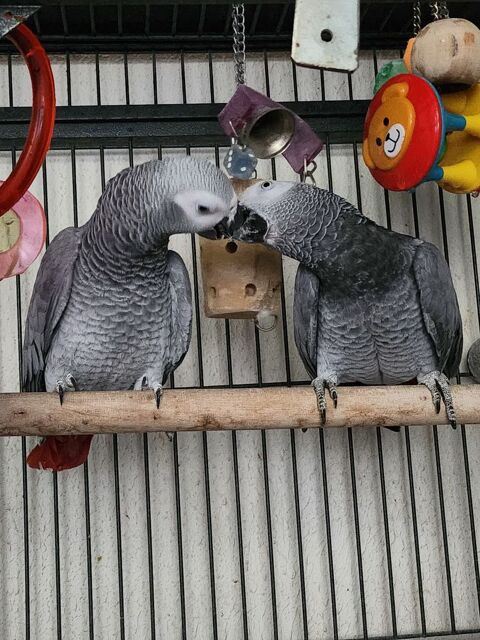 couple perroquet EAM 2000 83600 Fr�jus