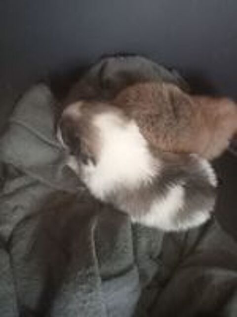   chiot a rserver 3 femelle 2 mal  joli couleur .  