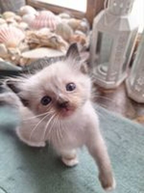   Adoption chatons Ragdoll LOOF  