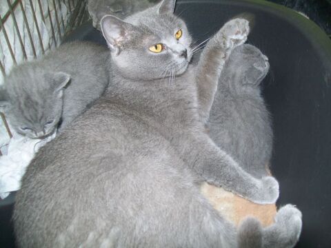 A r&eacute;server chatons Chartreux LOOF 1100 65370 Siradan