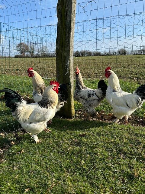 Coq 5 49670 Valanjou