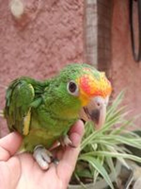   BB  perroquet AMAZONE 