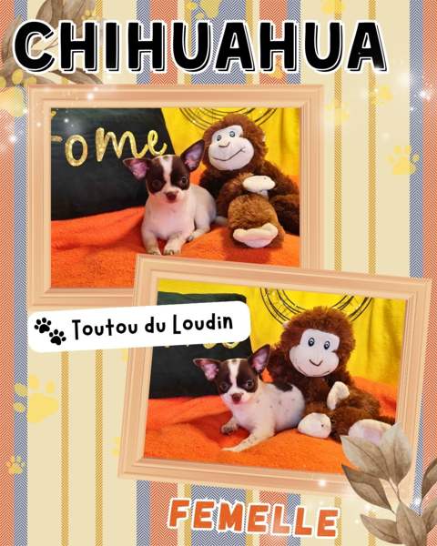 Chiot chihuahua femelle poils courts 700 18140 Pr�cy