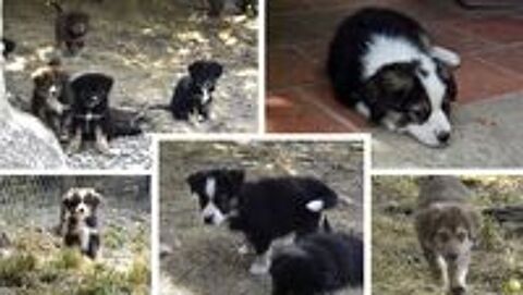   Chiots Bergers Australiens 