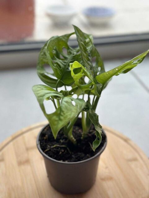 divers plantes 4 N�mes (30)