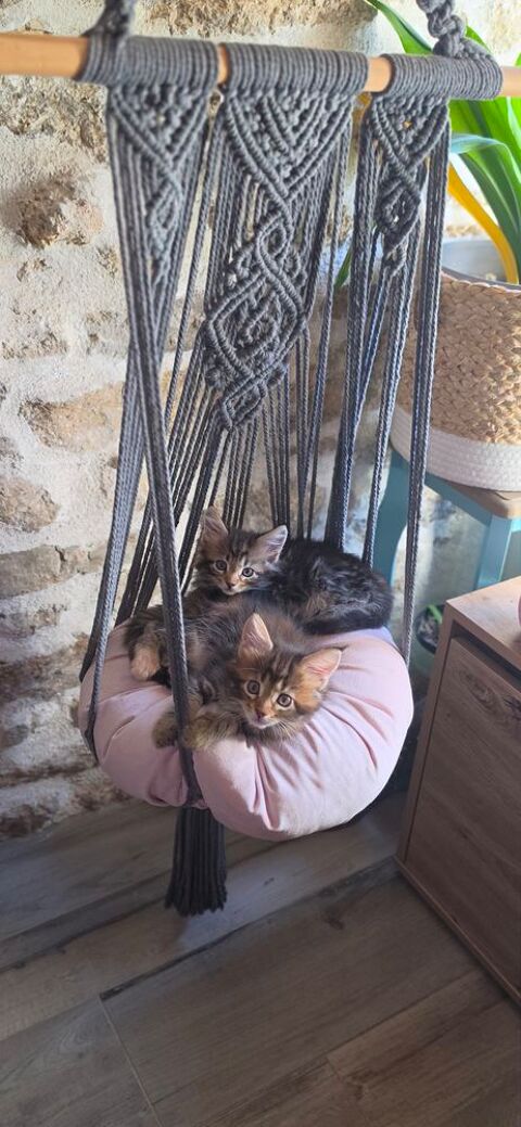 Chatons maine coon 1300 44160 Crossac