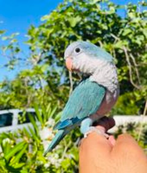   Très Belle Conure Souris EAM TRÈS BIEN APPRIVOISER Bagué26 