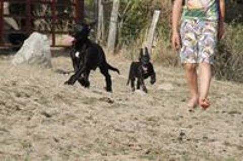   Dogue allemand 