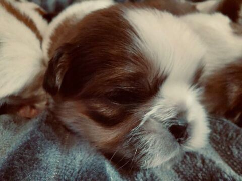 Adorables chiots Shih Tzu 950 94800 Villejuif