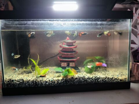 Aquarium complet 50 34000 Montpellier