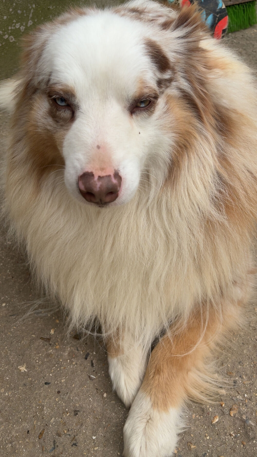   M�le Berger australien disponible pour saillie 