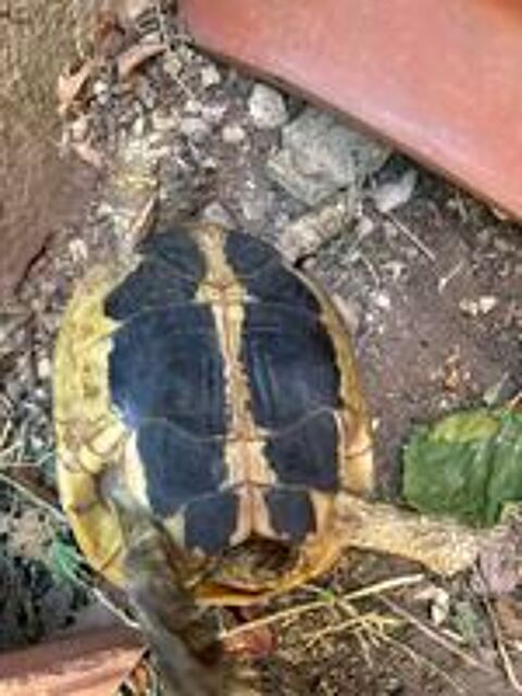   Tortue de terre femelle  