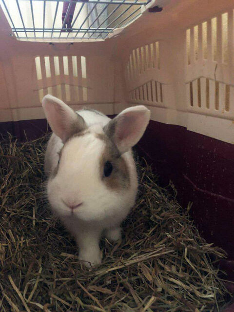 LAPINOU, adorable lapin extra  adopter via l'association UMA 18570 Trouy