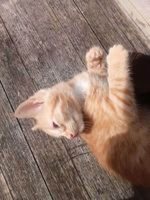   donne chatons 