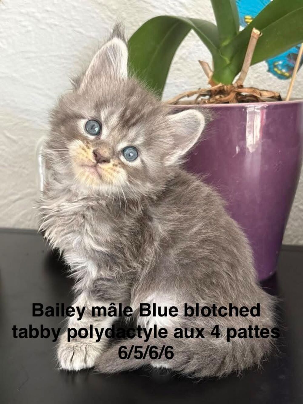   Chatons Maine coon mâles et femelle LOOF  