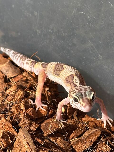 B&eacute;b&eacute;s geckos l&eacute;opard 5 50 77310 Saint-fargeau-ponthierry