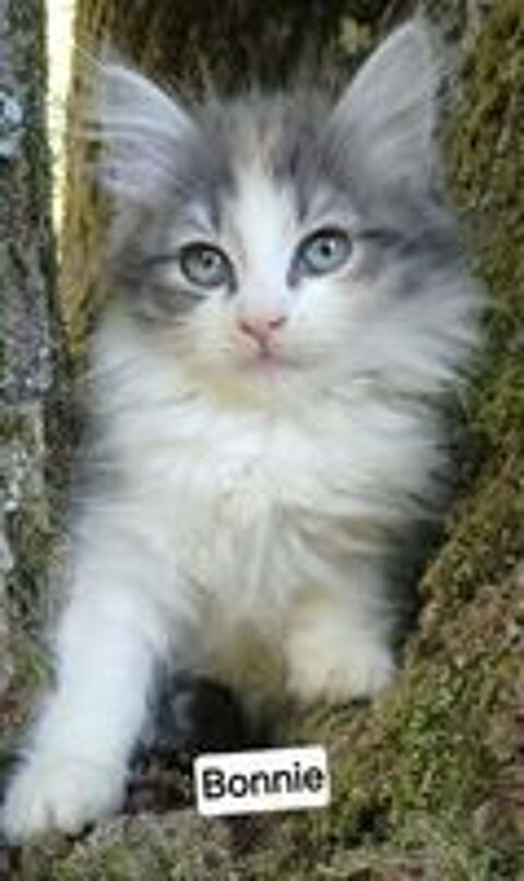   Chaton siberien femelle LOOF  