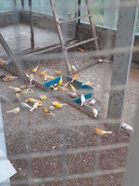   canaris couleur m�le et femelle 