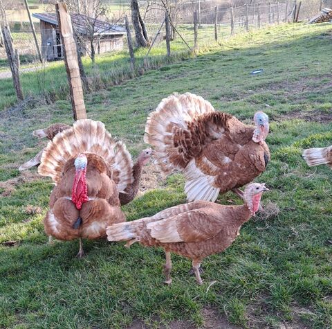 Dindons 50 88390 Girancourt