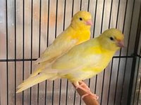   Canaris 