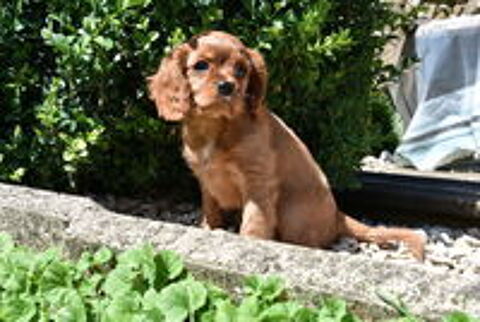   DISPONIBLES CHIOTS CAVALIER KING CHARLES RUBIS NON LOF 