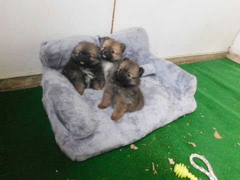 Chiots spitz allemand 1000 82230 Verlhac-tescou