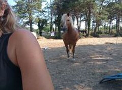   Cheval joueur et attachant  