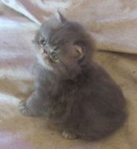   A RESERVER MAGNIFIQUE CHATON PERSAN MALE LOOF 