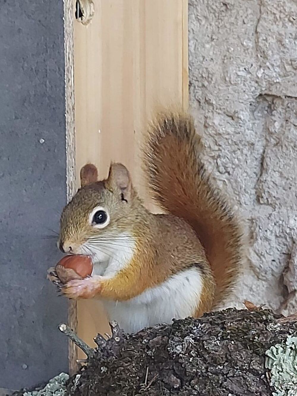   cureuil roux 