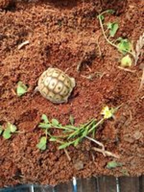   bébé tortues 