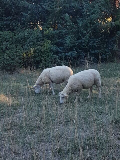 9 brebis et le b&eacute;lier 2200 03160 Ygrande