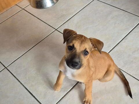 Walker, M&acirc;le, X Berger, n&eacute; le 15/01/2026 300 22000 Saint-brieuc